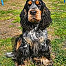 dog, spaniel, black_and_tan, long_hair, floppy_ears, sitting, portrait, outdoor, grass, garden, playground, colorful_equipment, pet, canine, animal, fur, white_markings, brown_markings, front_facing, close_up