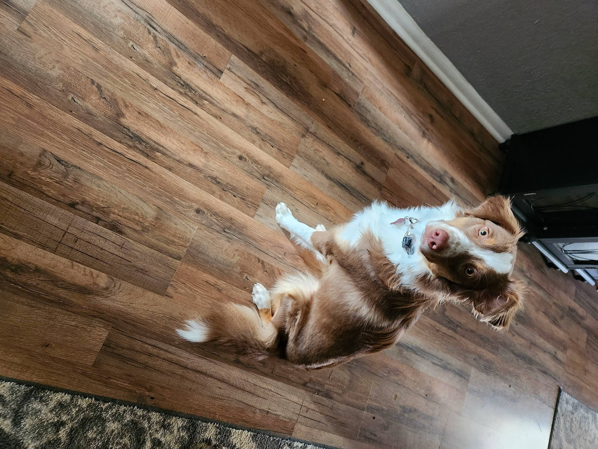 Ginger joined the competition — help win amazing prizes! canidae, carnivore, cat, companion_dog, dog_breed, fawn, felidae, floor, flooring, fur, hardwood, plank, small_to_medium_sized_cats, snout, sporting_group, tail, varnish, whiskers, wood, wood_stain
