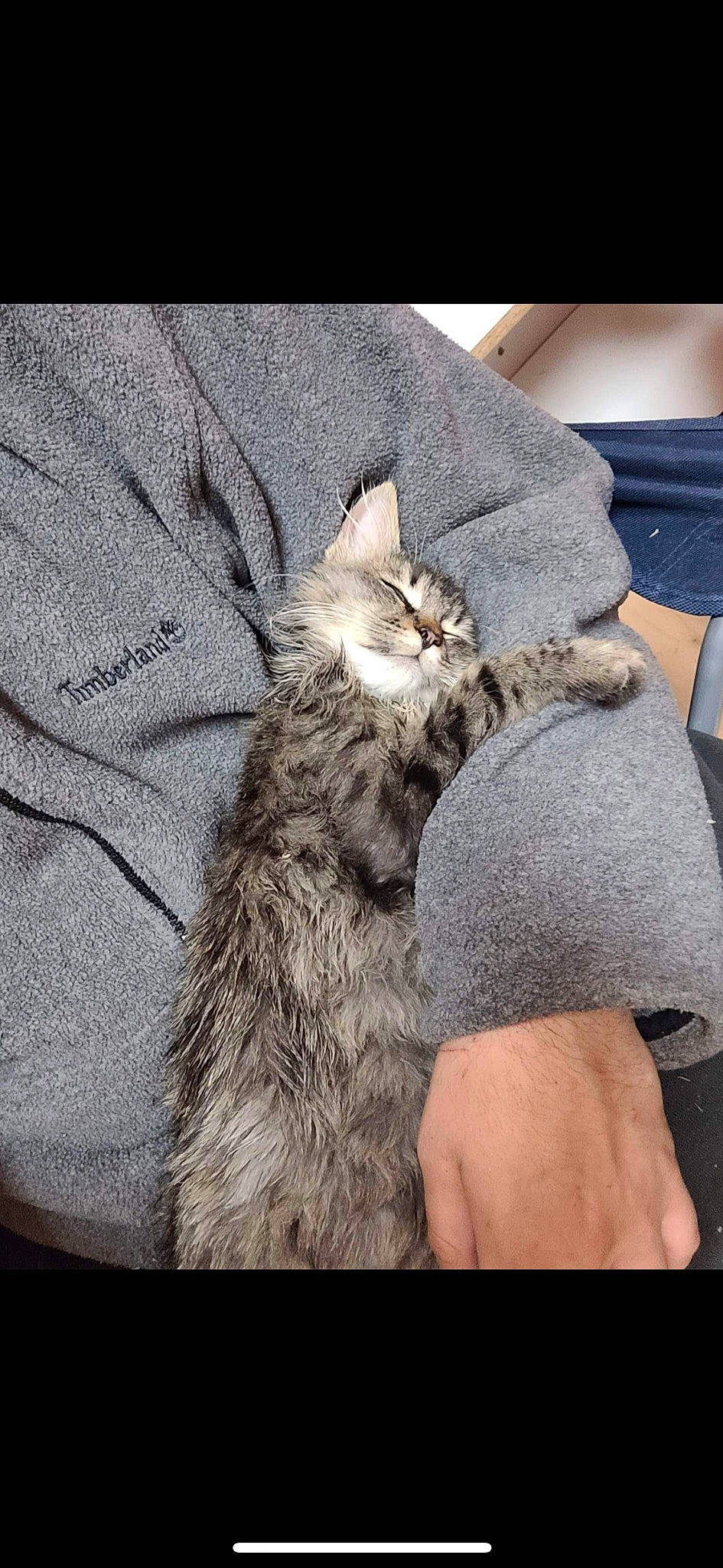 Bam is registered to the contest to win money with this photo: carnivore, cat, claw, cloud, comfort, denim, domestic_short_haired_cat, felidae, fur, grey, human_leg, nap, paw, sitting, sleep, small_to_medium_sized_cats, snout, tail, whiskers