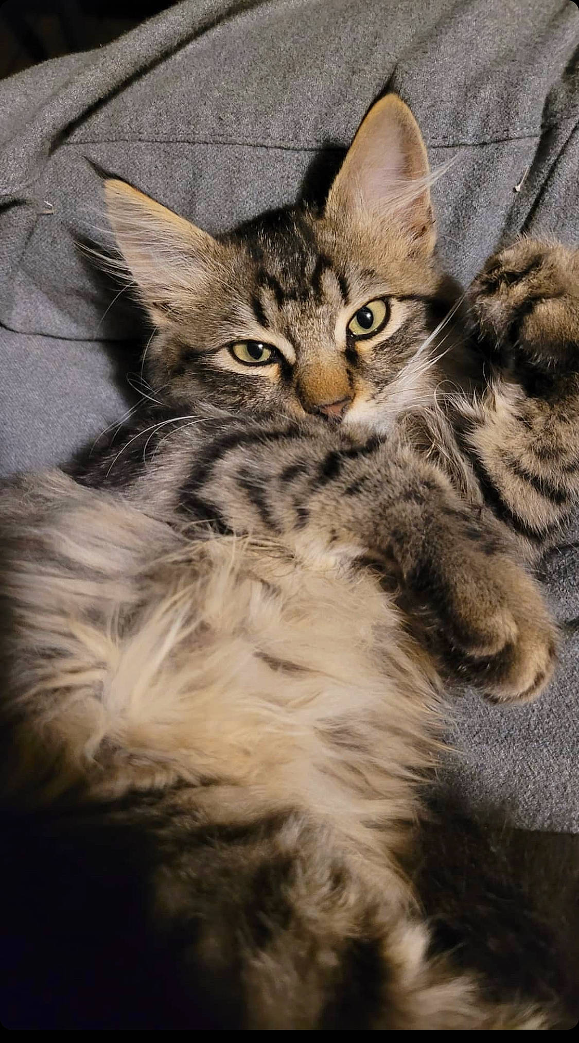 Bam is registered to the contest to win money with this photo: carnivore, cat, claw, domestic_short_haired_cat, felidae, fur, grass, maine_coon, paw, small_to_medium_sized_cats, snout, terrestrial_animal, whiskers, wildlife