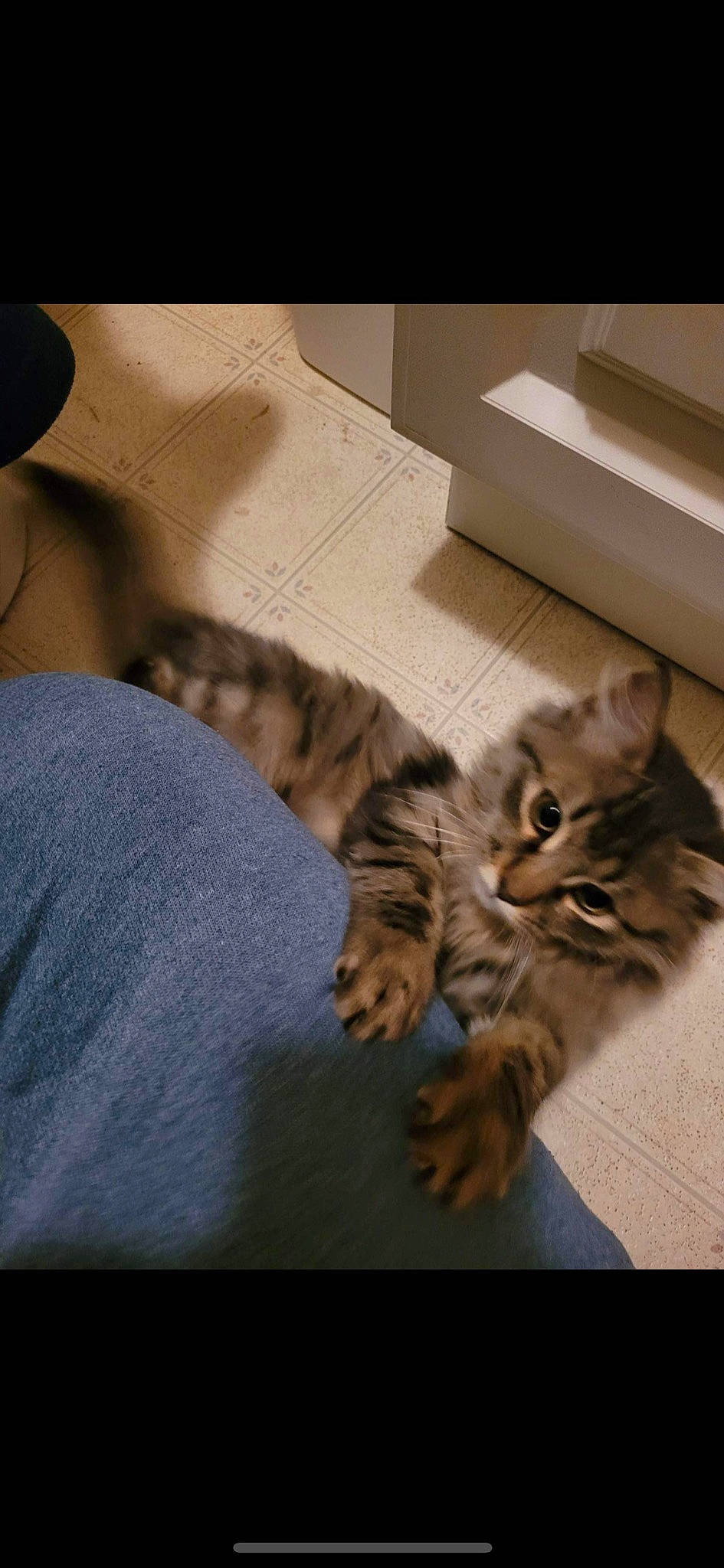 Bam joined the competition — help win amazing prizes! bed, box, carnivore, cat, claw, comfort, domestic_short_haired_cat, fawn, felidae, flooring, fur, grey, hardwood, nap, paw, room, small_to_medium_sized_cats, tail, whiskers, wood