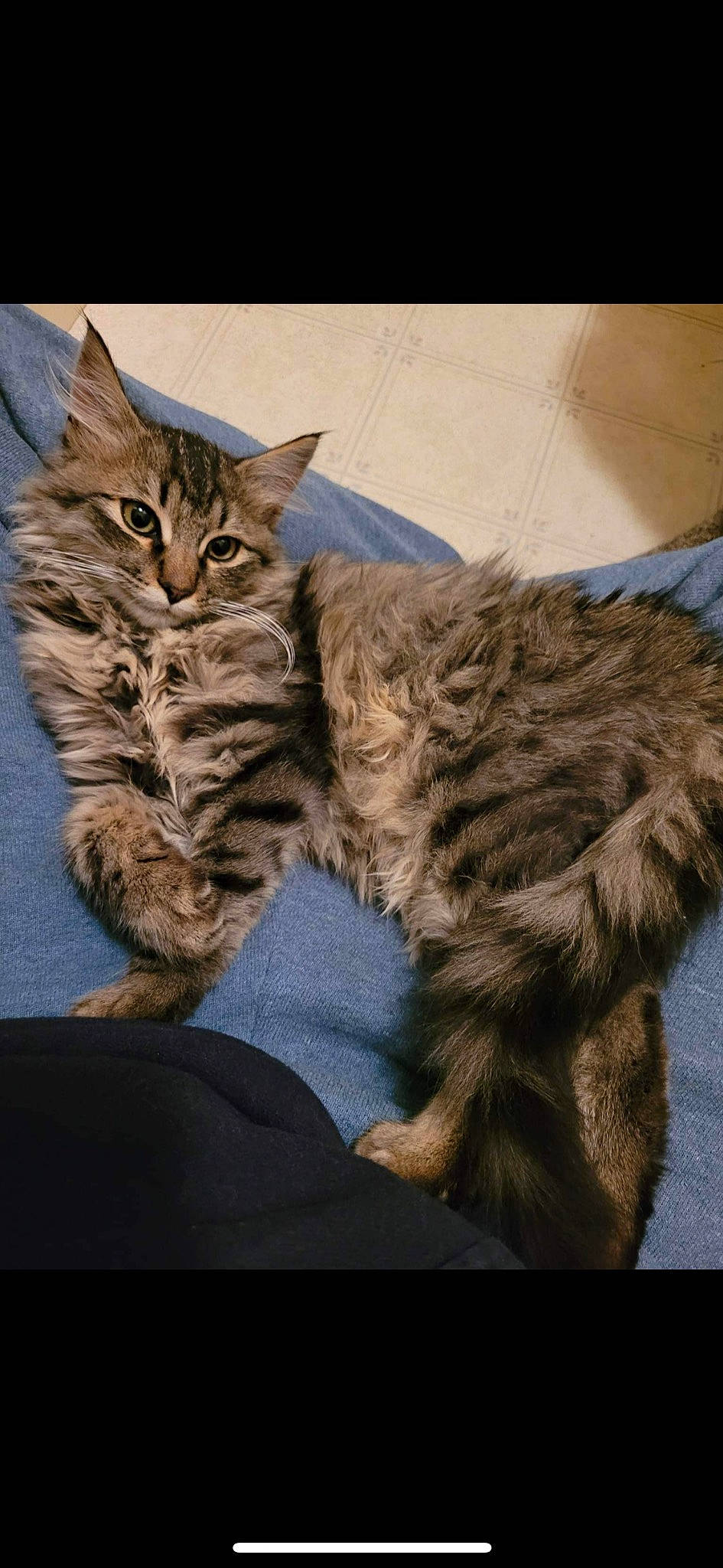 Bam is registered to the contest to win money with this photo: carnivore, cat, claw, comfort, domestic_short_haired_cat, felidae, fur, gesture, paw, small_to_medium_sized_cats, tail, whiskers