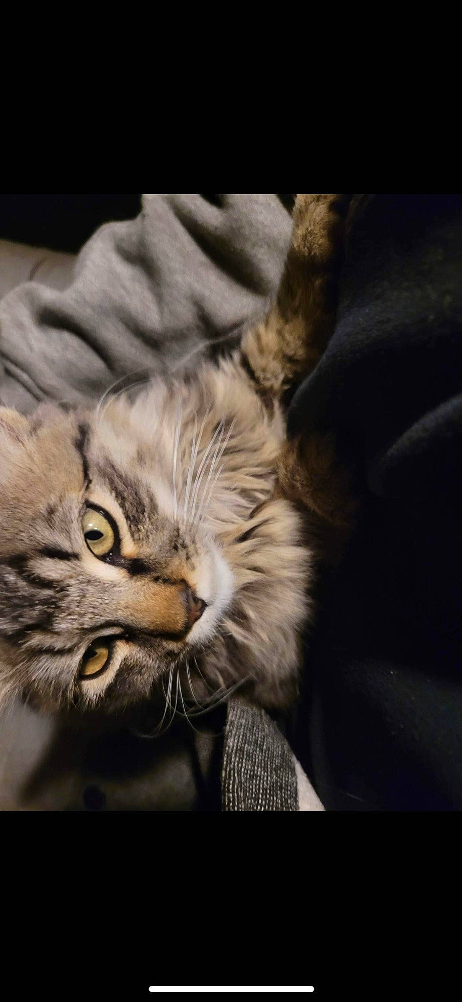 Bam joined the competition — help win amazing prizes! carnivore, cat, claw, cloud, comfort, darkness, domestic_short_haired_cat, felidae, fur, paw, plant, small_to_medium_sized_cats, snout, tail, terrestrial_animal, whiskers, wildlife, wood