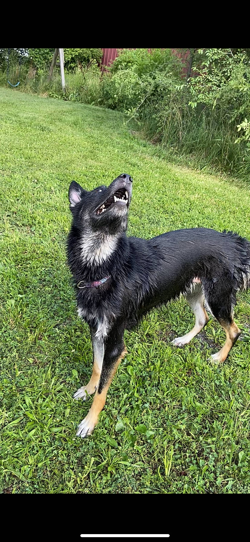 River joined the competition — help win amazing prizes! black_norwegian_elkhound, canidae, carnivore, companion_dog, dog, dog_breed, grass, herding_dog, plant, sporting_group, tail, terrestrial_animal, working_animal, working_dog