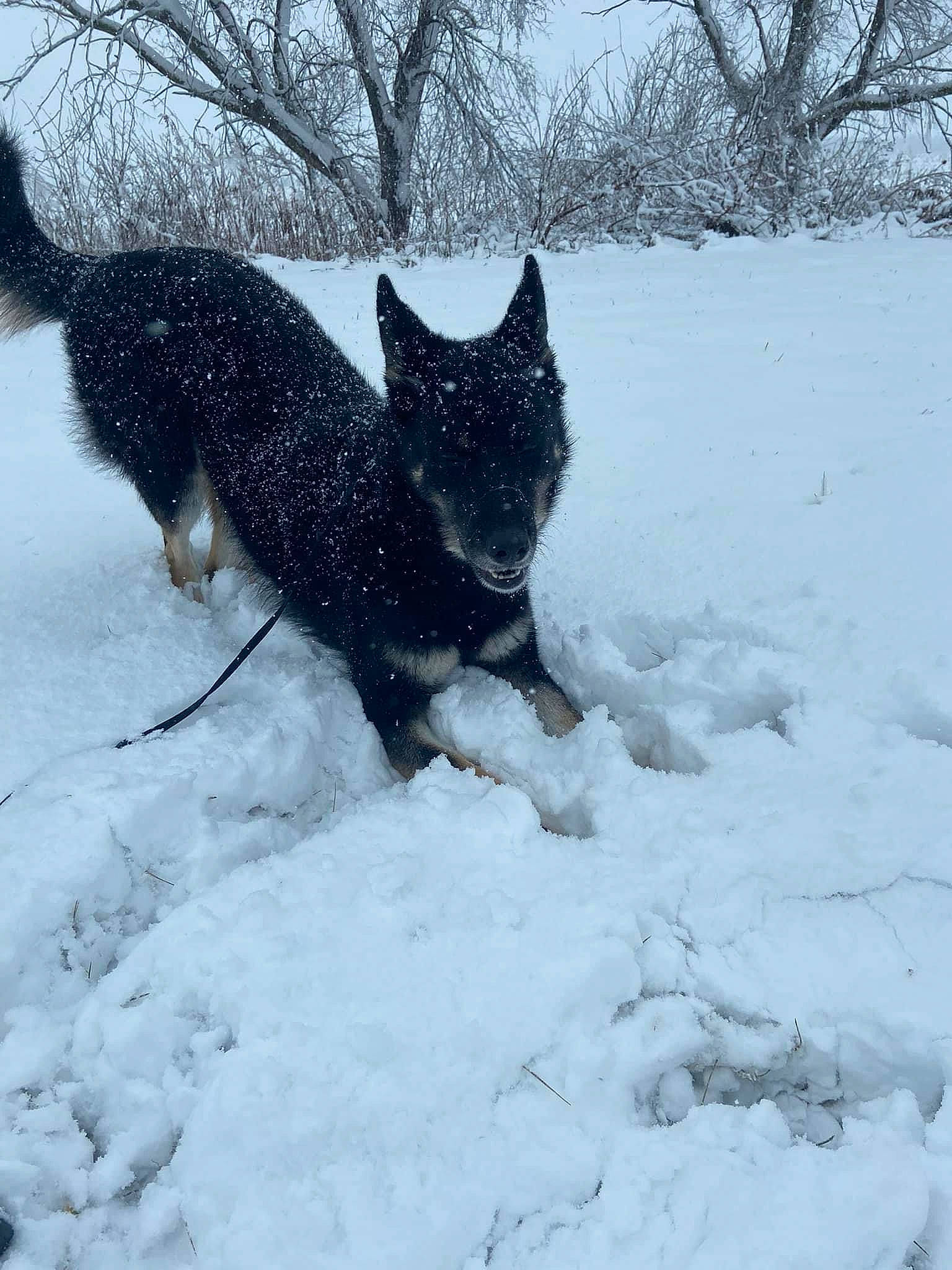 River joined the competition — help win amazing prizes! canidae, carnivore, dog, dog_breed, electric_blue, felidae, freezing, fur, guard_dog, non_sporting_group, precipitation, small_to_medium_sized_cats, snow, sporting_group, tail, terrier, tree, whiskers, winter, working_dog