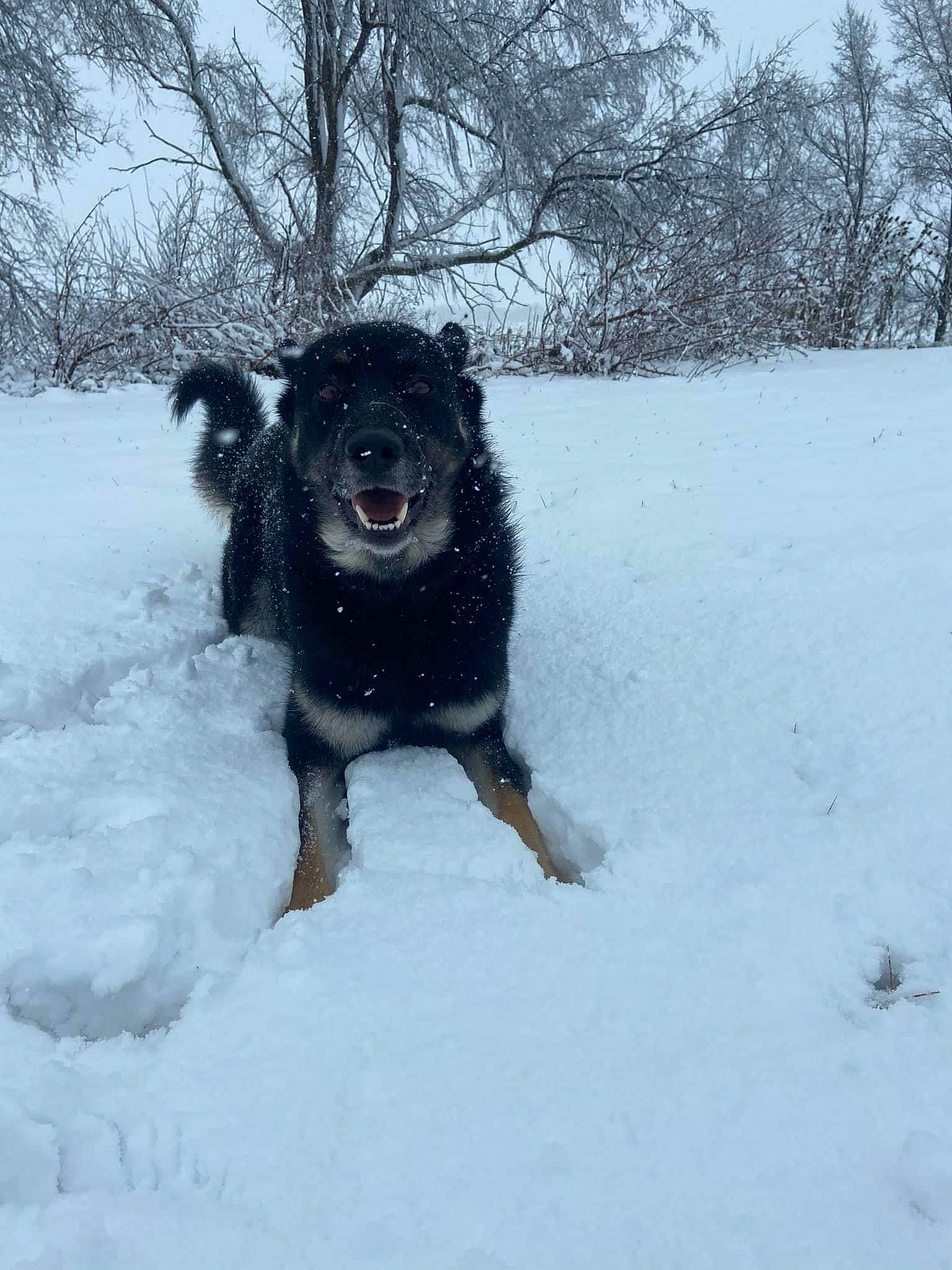 River is registered to the contest to win money with this photo: automotive_tire, canidae, carnivore, companion_dog, dog, dog_breed, dog_supply, freezing, fur, guard_dog, gun_dog, precipitation, scarf, sky, snow, sporting_group, tree, winter, working_animal, working_dog