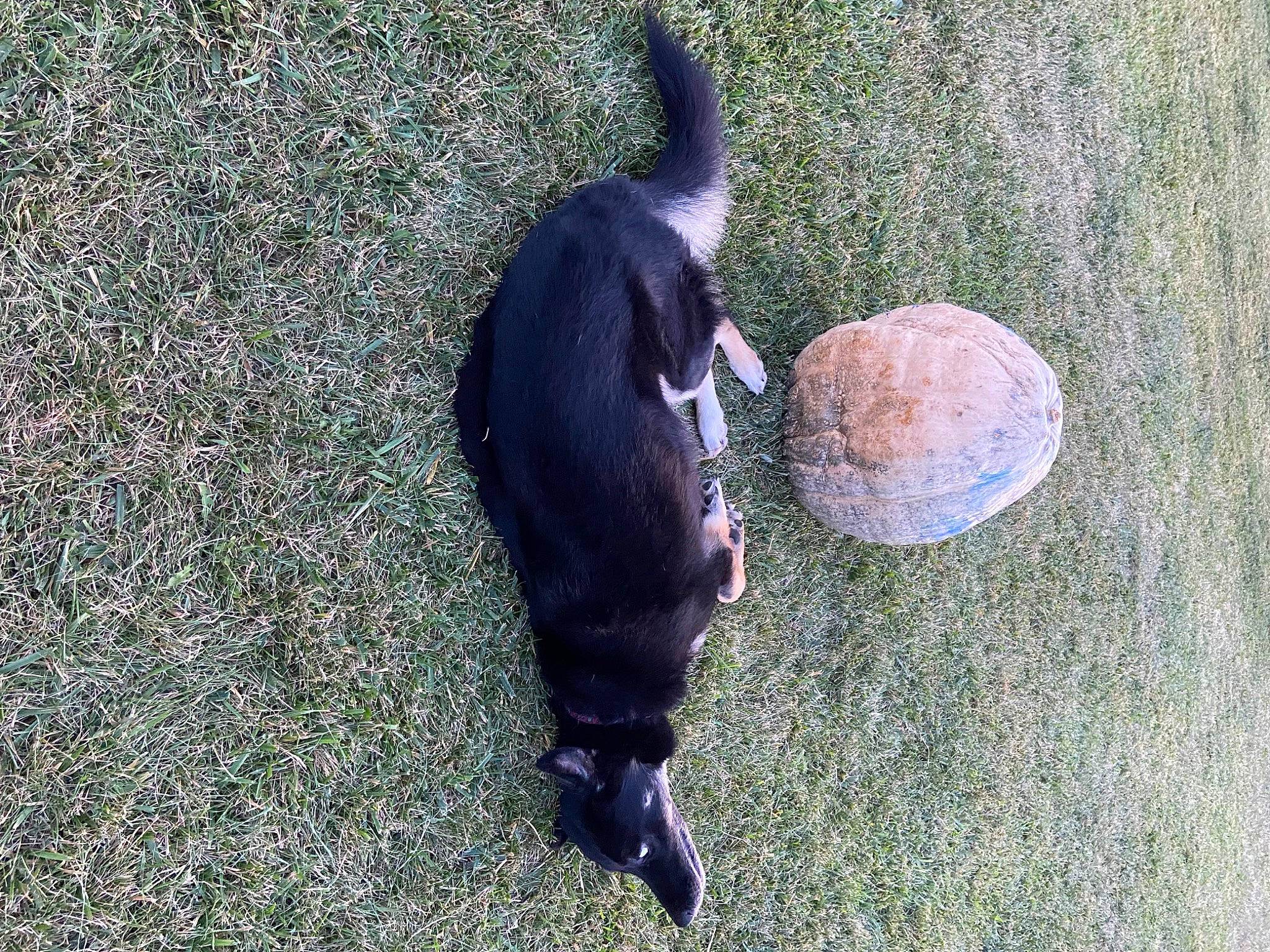 River joined the competition — help win amazing prizes! ball, carnivore, collar, companion_dog, dog, dog_breed, dog_collar, dog_supply, fawn, felidae, grass, pet_supply, road_surface, shadow, sporting_group, sports_toy, tail, terrestrial_animal, whiskers, working_animal