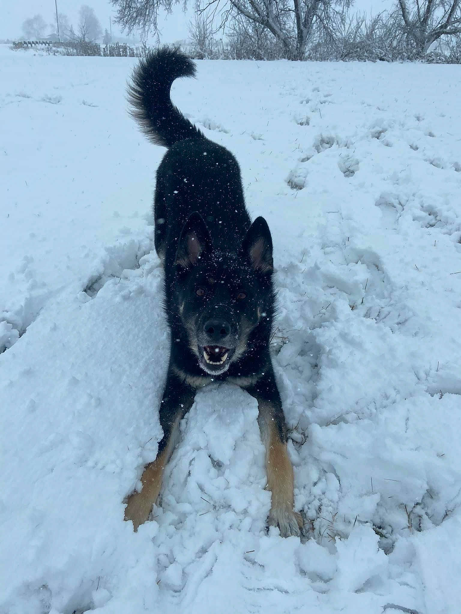 River joined the competition — help win amazing prizes! carnivore, companion_dog, dog, dog_breed, dog_supply, freezing, fur, guard_dog, hunting_dog, personal_protective_equipment, plant, playing_in_the_snow, recreation, snow, sporting_group, tail, tree, winter, working_animal, working_dog
