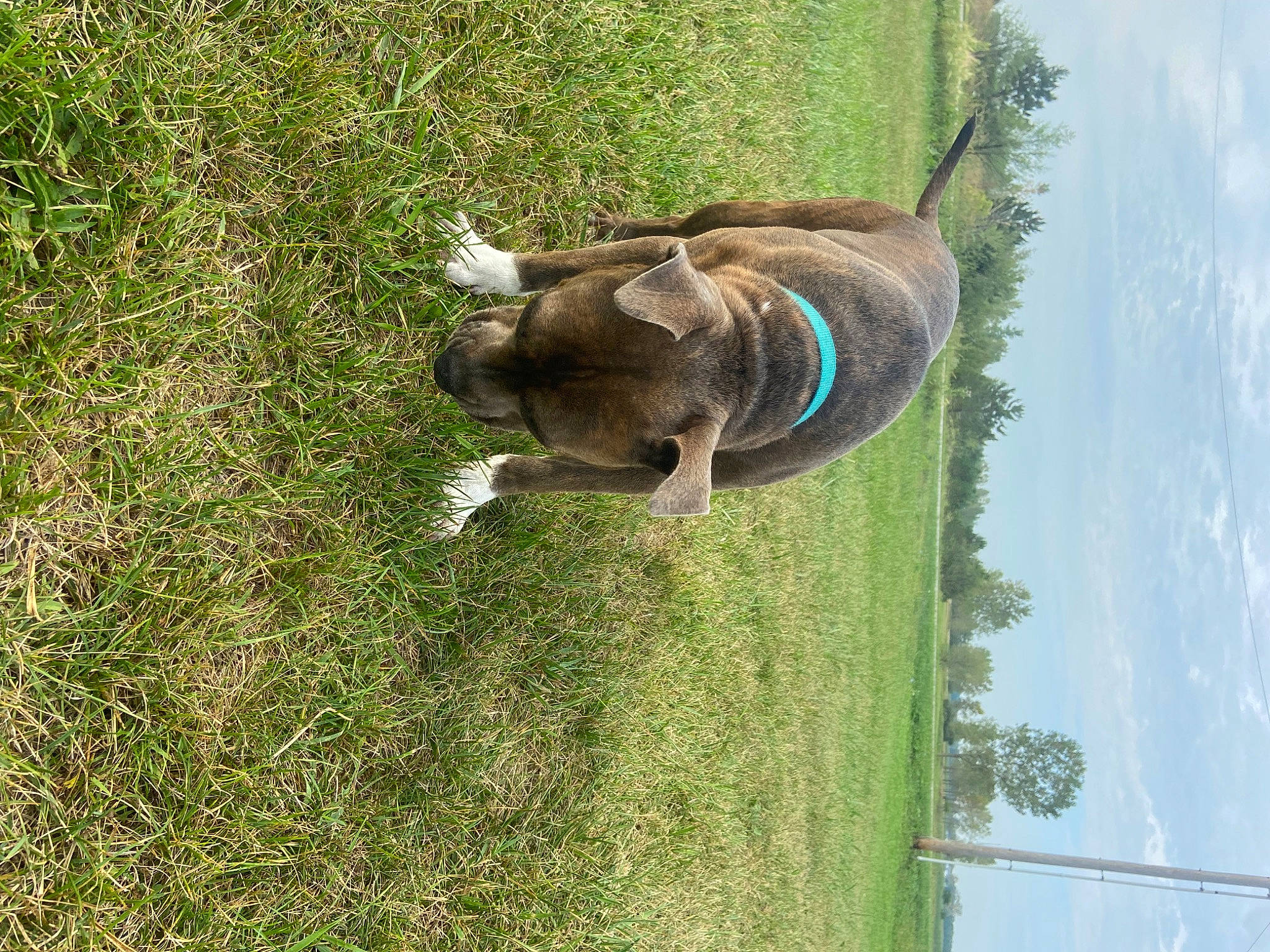 Sage is registered to the contest to win money with this photo: carnivore, companion_dog, dog, dog_breed, fawn, grass, grassland, groundcover, landscape, pasture, pet_supply, plant, sky, snout, sporting_group, tail, terrestrial_animal, tree, water, working_animal