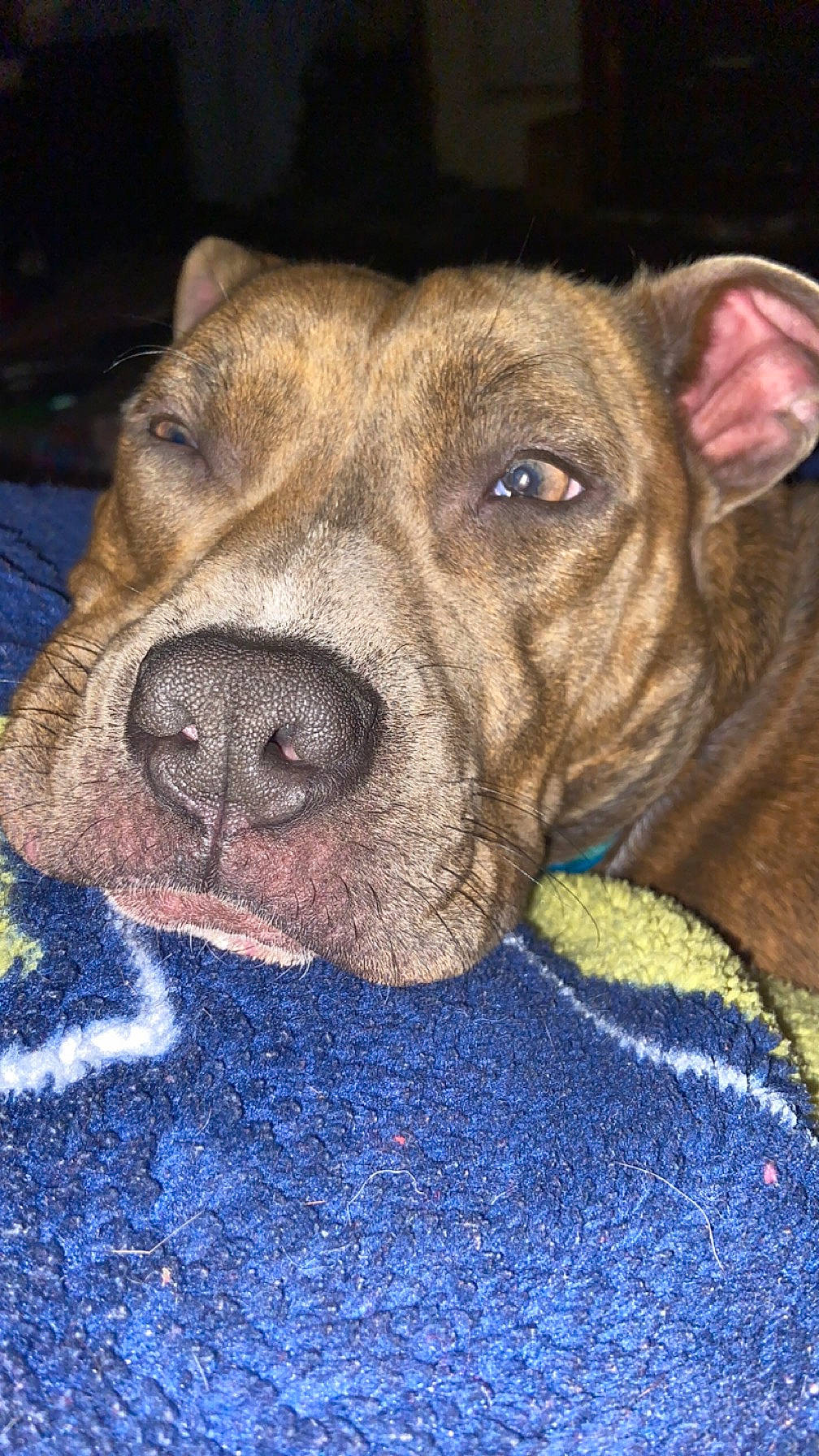 Sage joined the competition — help win amazing prizes! carnivore, cimarron_uruguayo, collar, companion_dog, dog, dog_breed, dog_collar, electric_blue, eye, fawn, fur, guard_dog, liver, snout, sporting_group, terrestrial_animal, whiskers, working_animal, working_dog, wrinkle