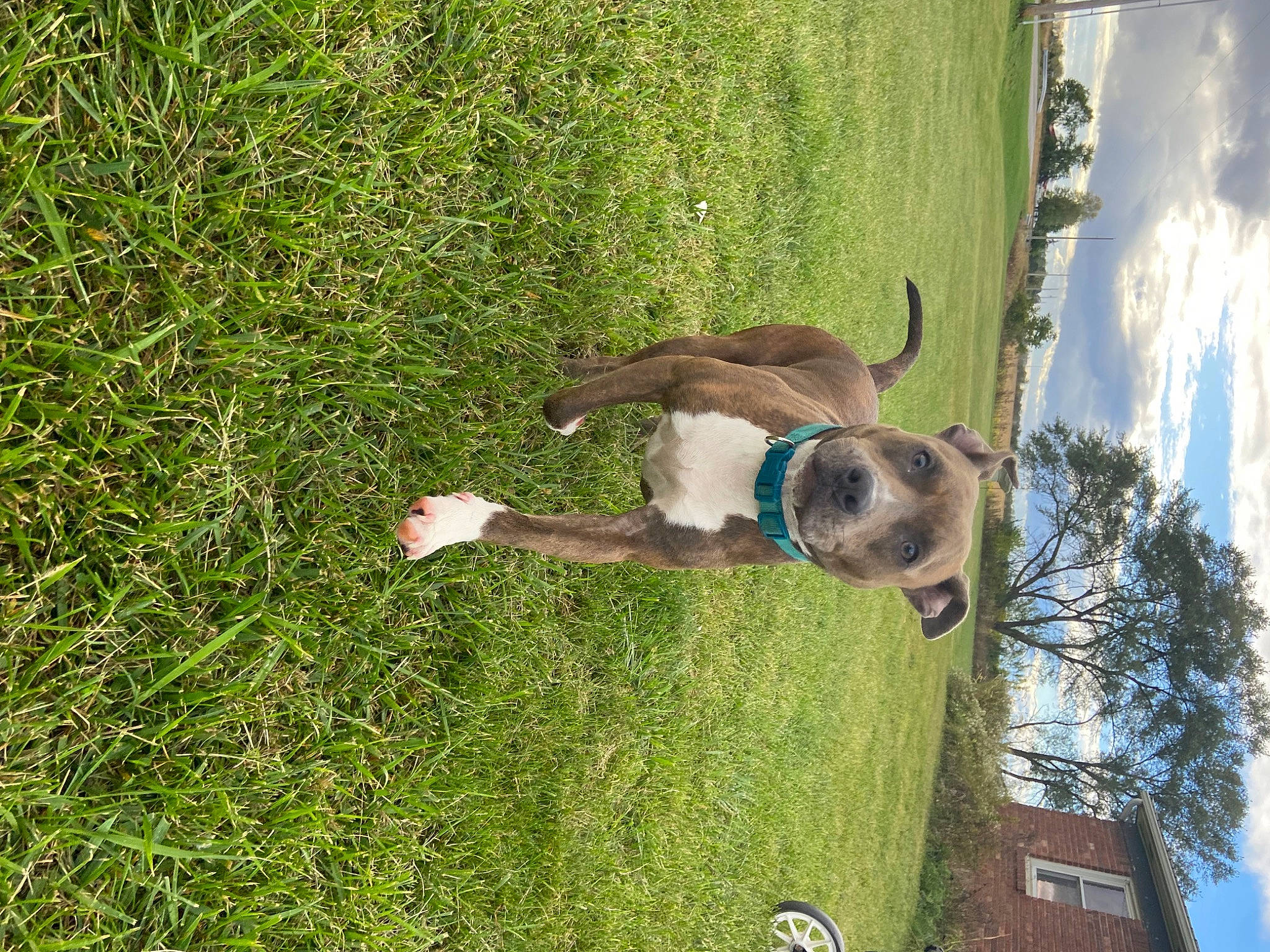 Sage joined the competition — help win amazing prizes! canidae, carnivore, cloud, companion_dog, dog, dog_breed, fawn, grass, grass_family, grassland, groundcover, people_in_nature, pet_supply, plant, sky, snout, sporting_group, tail, tree, working_animal