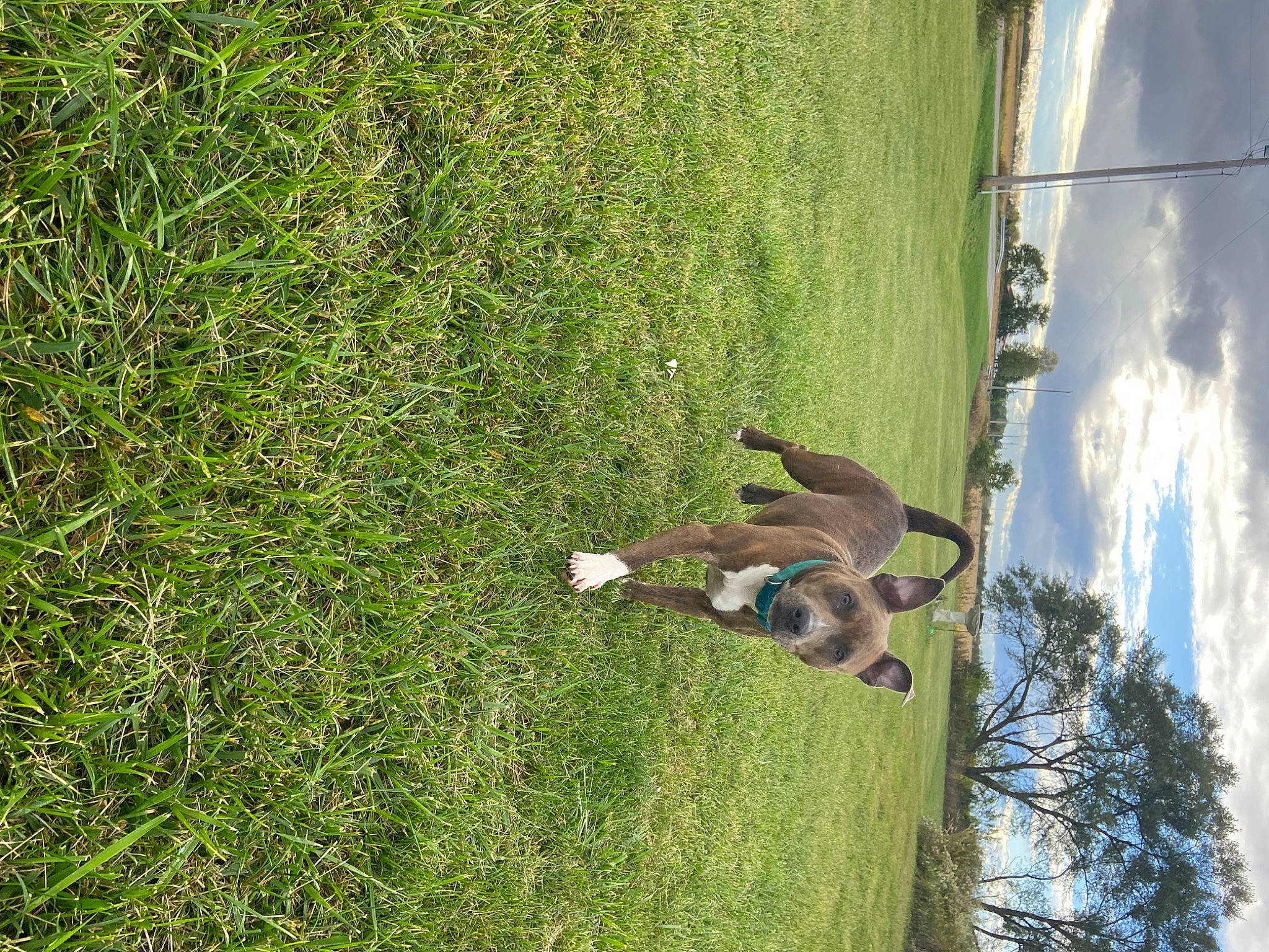 Sage joined the competition — help win amazing prizes! carnivore, cloud, dog, grass, grassland, groundcover, house, landscape, leisure, pasture, people_in_nature, plant, recreation, shadow, shrub, sky, tree, trunk, wildlife, wood