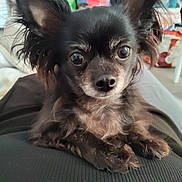 Shallow participe au concours pour gagner de l'argent avec cette photo : dog, black_dog, pet, close_up, animal, ears, fur, cute, indoor, resting, small_dog, face, portrait, focus, eyes, snout, whiskers, furry, companion, domestic_animal
