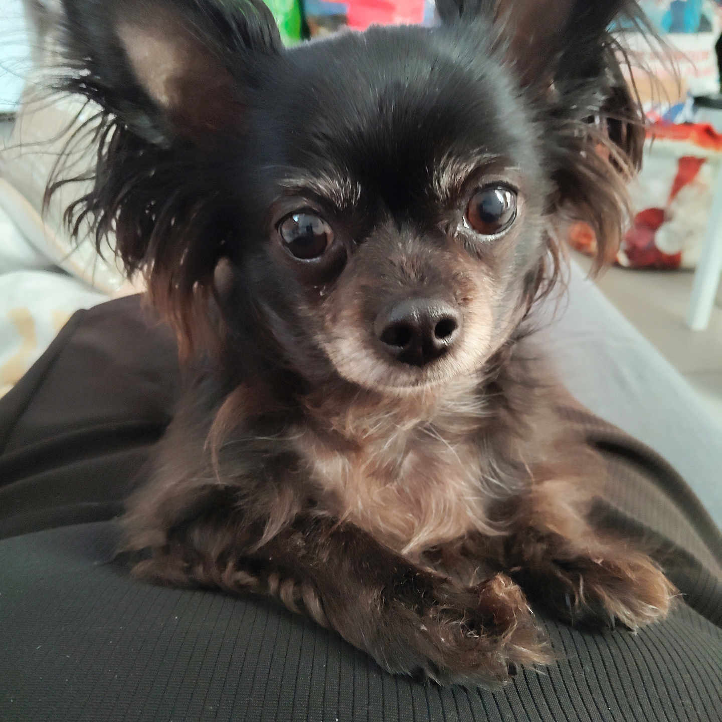 Shallow participe au concours pour gagner de l'argent avec cette photo : animal, black_dog, close_up, companion, cute, dog, domestic_animal, ears, eyes, face, focus, fur, furry, indoor, pet, portrait, resting, small_dog, snout, whiskers