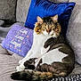 cat, lion_cut, shaved_fur, couch, pillow, blue_pillow, lavender_pillow, embroidery, live_love_laugh, pet, indoor, feline, fur_pattern, tail, relaxing, home, cozy, animal, portrait, seated