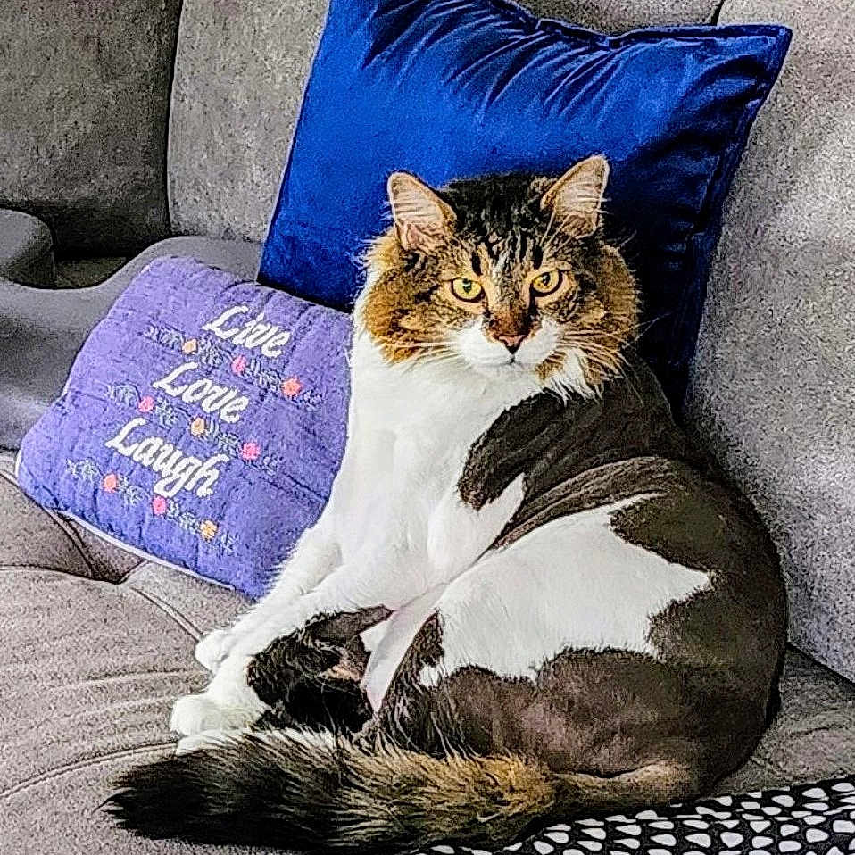 Bailey joined the competition — help win amazing prizes! animal, blue_pillow, cat, couch, cozy, embroidery, feline, fur_pattern, home, indoor, lavender_pillow, lion_cut, live_love_laugh, pet, pillow, portrait, relaxing, seated, shaved_fur, tail