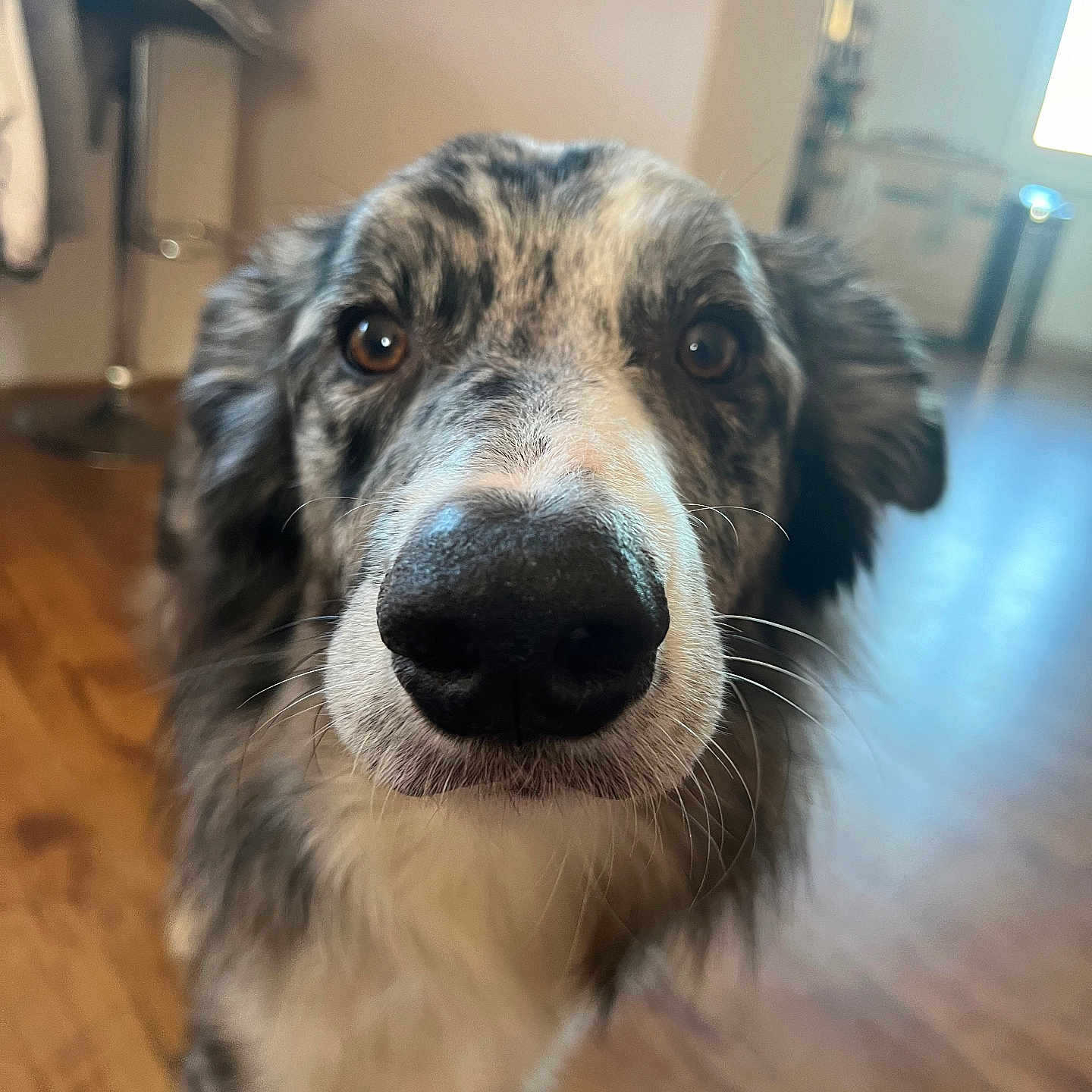 Echo a rejoint le concours — aidez-le/la à gagner de superbes lots ! animal, architecture, building, canine, collie, couch, dog, furniture, hardwood, hound, husky, indoors, interiordesign, livingroom, pet, plywood, puppy, room, snout, wood