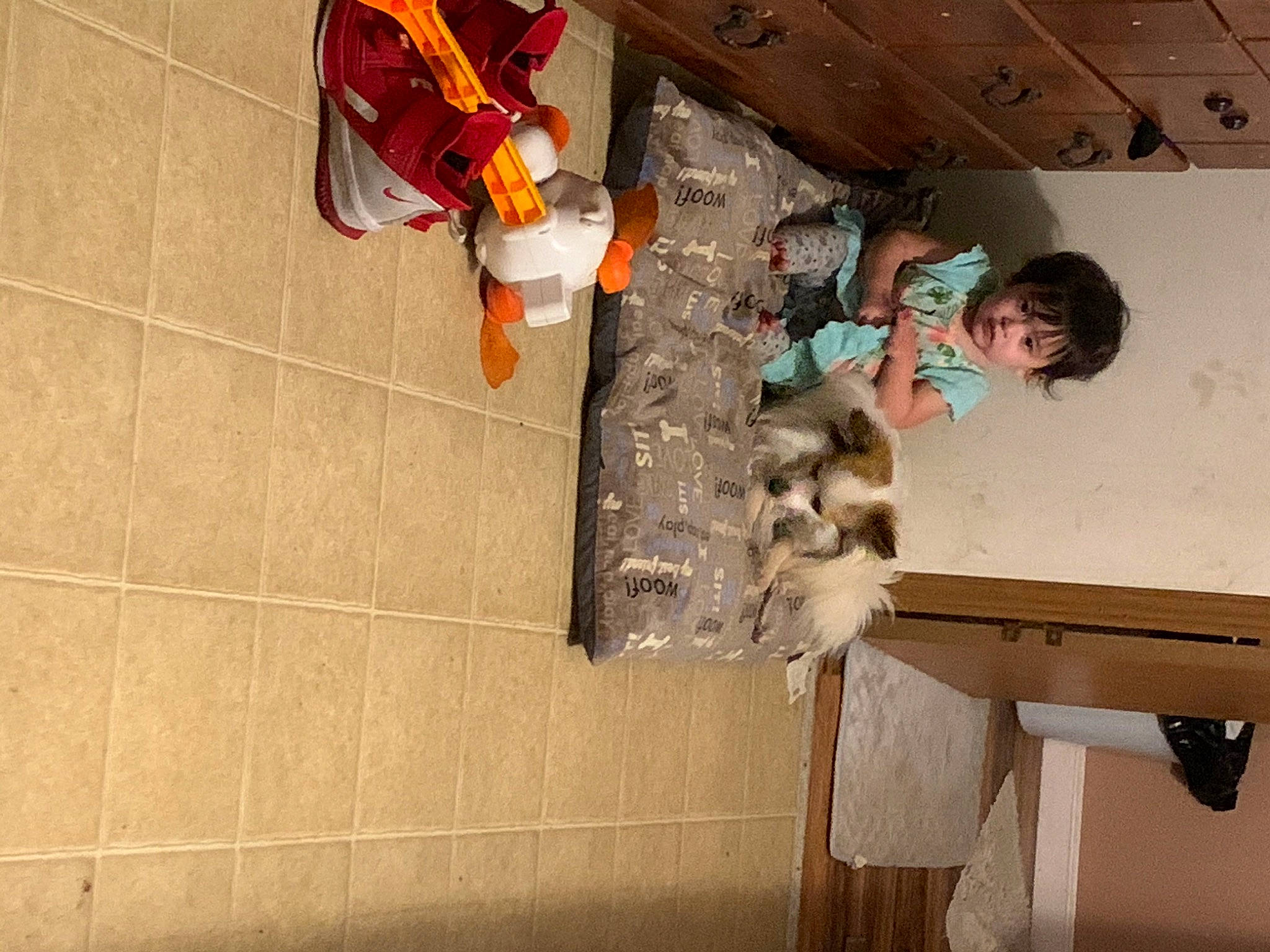 Gordo joined the competition — help win amazing prizes! ceiling, flooring, fun, fur, hardwood, leisure, recreation, room, tree, visual_arts, wood