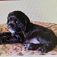 Chocolate Chip joined the competition — help win amazing prizes! puppy, dog, black_dog, lying_down, blanket, indoor, pet, cute, fur, young_dog, animal, resting, portrait, canine, domestic_animal, bedspread, looking_away, toy, small_dog, cozy