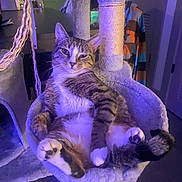 Charlie Meow is registered to the contest to win money with this photo: animal, cat, cat_tree, comfortable, cozy, cute, domestic, fur, furniture, hammock, home, indoor, lazy, paws, pet, purple_light, relaxed, tabby, tail, whiskers