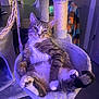 animal, cat, cat_tree, comfortable, cozy, cute, domestic, fur, furniture, hammock, home, indoor, lazy, paws, pet, purple_light, relaxed, tabby, tail, whiskers