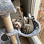 animal, carpet, cat, cat_hammock, cat_tree, couch, cozy, furniture, household, indoor, paw, pet, playful, relaxed, resting, stretching, striped, tabby_cat, upside_down, window