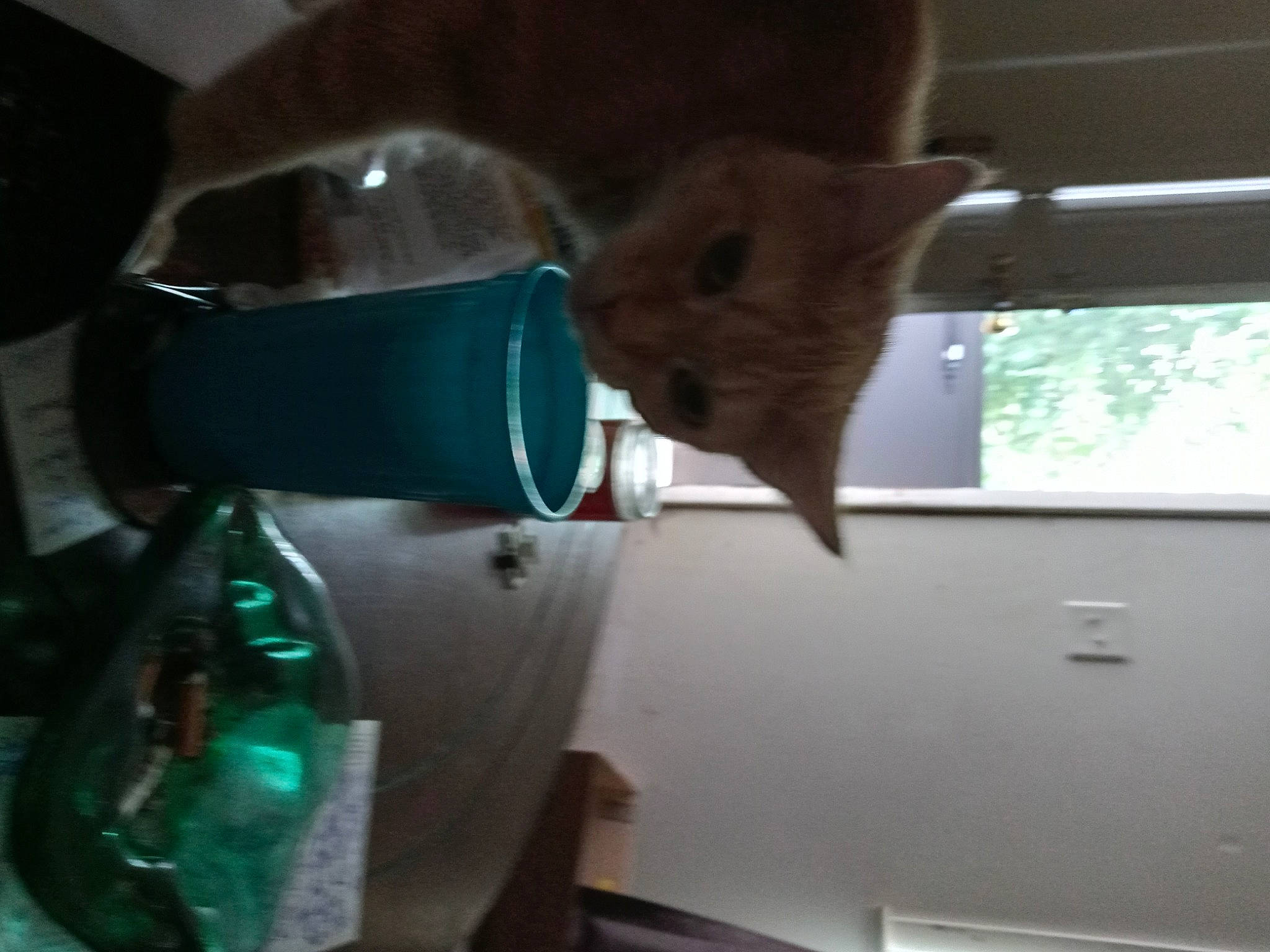 Mami is registered to the contest to win money with this photo: auto_part, automotive_lighting, automotive_window_part, carnivore, cat, domestic_short_haired_cat, felidae, fur, glass, machine, room, small_to_medium_sized_cats, table, tail, tints_and_shades, vehicle_door, whiskers, window, windshield, wood