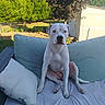 dog, white_dog, outdoor, sofa, cushion, garden, tree, greenery, pet, animal, sunlight, fence, shed, relaxed, sitting, calm, nature, backyard, daytime, canine