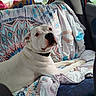 Aston participe au concours pour gagner de l'argent avec cette photo : dog, white_dog, car_interior, blanket, patterned_blanket, seat, window, sunlight, relaxed, pet, canine, collar, looking_back, domestic_animal, vehicle, backseat, comfort, resting, indoor, animal