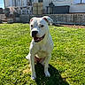Aston a rejoint le concours — aidez-le/la à gagner de superbes lots ! dog, white_dog, grass, lawn, outdoor, sunny, shadow, house, patio, umbrella, chair, person, window, garden, daylight, smiling_dog, pet, nature, backyard, domestic_animal