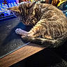 Liger is registered to the contest to win money with this photo: animal, cat, closeup, clutter, cute, desk, ears, feline, fur, indoor, kitten, objects, pet, relaxed, sleeping, soft, tabby, tail, whiskers, wood