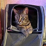 Liger is registered to the contest to win money with this photo: cat, tabby, pet_carrier, mesh, paws, indoor, curious, animal, pet, zipper, resting, looking, feline, cozy, container, domestic, fur, whiskers, ears, closeup