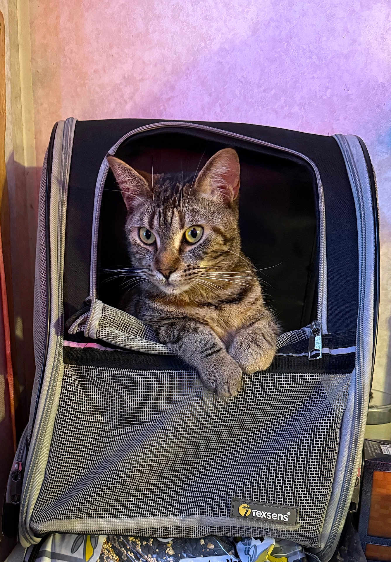 Liger is registered to the contest to win money with this photo: cat, tabby, pet_carrier, mesh, paws, indoor, curious, animal, pet, zipper, resting, looking, feline, cozy, container, domestic, fur, whiskers, ears, closeup