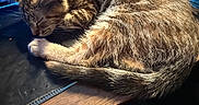 Liger is registered to the contest to win money with this photo: animal, cat, closeup, clutter, cozy, cute, desk, feline, fur, hand, home, indoor, kitten, peaceful, pet, relaxed, resting, sleeping, tabby, wood