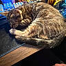 animal, cat, closeup, clutter, cozy, cute, desk, feline, fur, hand, home, indoor, kitten, peaceful, pet, relaxed, resting, sleeping, tabby, wood