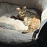 Liger joined the competition — help win amazing prizes! animal, bed, cat, comfortable, cozy, curious, domestic_animal, feline, fur, household, indoor, paw, pet_bed, plush, relaxed, resting, sleepy, sunlight, tabby_cat, whiskers