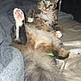 cat, tabby, fluffy, paw, pink_paw_pads, tongue_out, bed, blanket, fur, relaxed, indoor, pet, cute, lying_down, whiskers, tail, sleepy, cozy, animal, feline