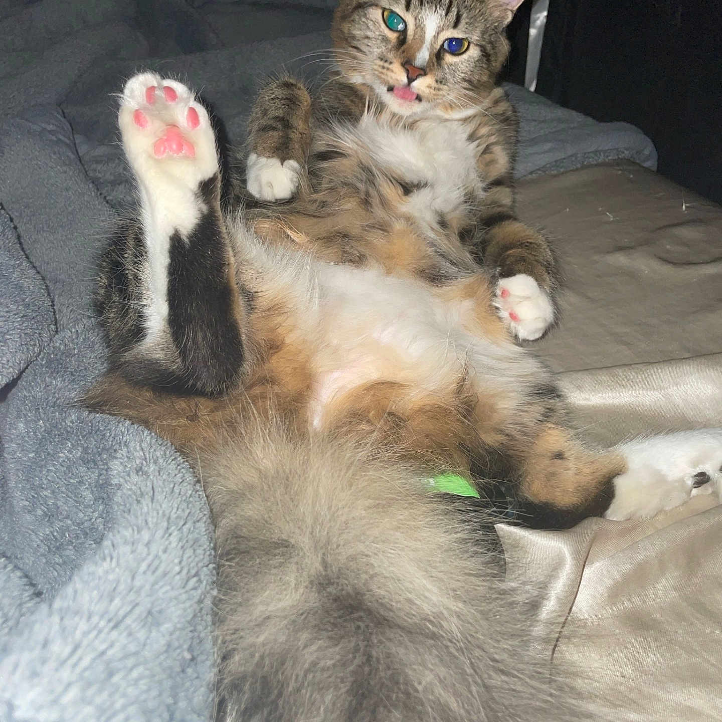 Lola is registered to the contest to win money with this photo: animal, bed, blanket, cat, cozy, cute, feline, fluffy, fur, indoor, lying_down, paw, pet, pink_paw_pads, relaxed, sleepy, tabby, tail, tongue_out, whiskers
