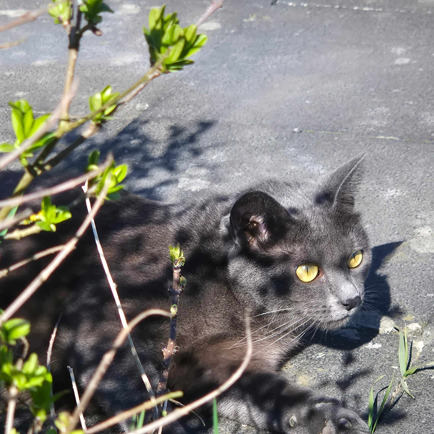 Gribouille a rejoint le concours — aidez-le/la à gagner de superbes lots ! cat, grey_cat, yellow_eyes, outdoor, sunlight, shadow, plants, pavement, nature, animal, pet, feline, green_leaves, branches, close_up, resting, wildlife, daylight, curious, mammal