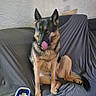 dog, german_shepherd, pet, canine, sitting, licking_nose, upright_ears, black_and_tan, long_tail, fur, animal_portrait, indoor, couch, sofa, blanket, water_bowl, living_room, textured_wall, alert, companion_animal