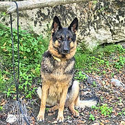 Shaïna a rejoint le concours — aidez-le/la à gagner de superbes lots ! dog, german_shepherd, canine, animal, pet, sitting, outdoors, nature, grass, greenery, stone_wall, forest, long_fur, black_and_tan, pointed_ears, collar, leash, portrait, looking_at_camera, ground