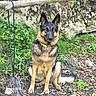 dog, german_shepherd, canine, animal, pet, sitting, outdoors, nature, grass, greenery, stone_wall, forest, long_fur, black_and_tan, pointed_ears, collar, leash, portrait, looking_at_camera, ground