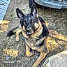 dog, german_shepherd, canine, pet, animal, sitting, outdoors, dirt, grass, black_and_tan, fluffy, large_dog, pointed_ears, amber_eyes, collar, vehicle, rug, ground, portrait, photography