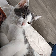 Gaby participe au concours pour gagner de l'argent avec cette photo : cat, gray_and_white, feline, pet, indoor, cushion, relaxed, lying_down, fur, whiskers, ears, animal, cute, domestic, closeup, sleepy, resting, soft, cozy, companion