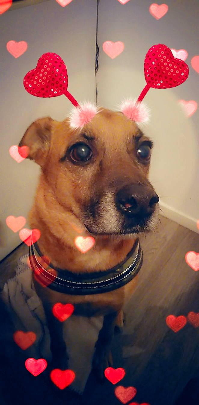 Malik a rejoint le concours — aidez-le/la à gagner de superbes lots ! canidae, carnivore, companion_dog, dog, dog_breed, ear, fawn, paw, puppy, puppy_love, snout, whiskers