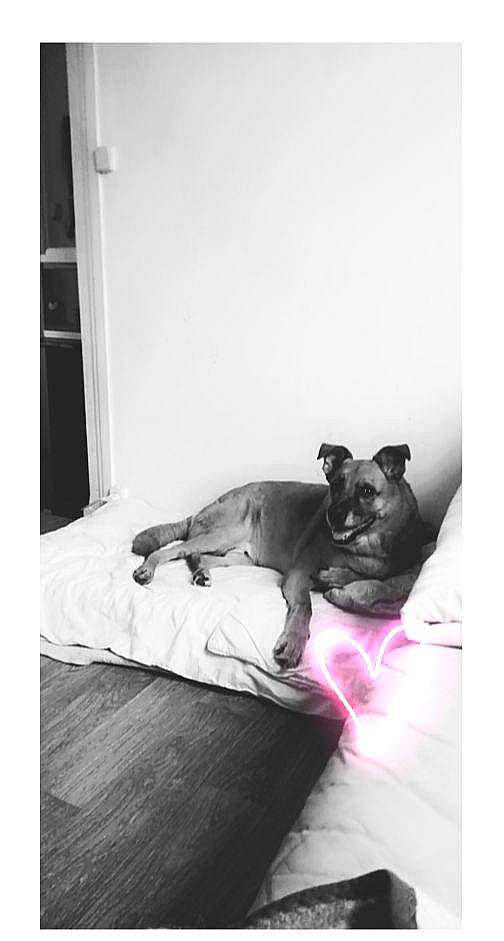 Malik a rejoint le concours — aidez-le/la à gagner de superbes lots ! american_pit_bull_terrier, canidae, carnivore, cat, dog, dog_breed, felidae, french_bulldog, great_dane, guard_dog, mammal, non_sporting_group, puppy, whiskers