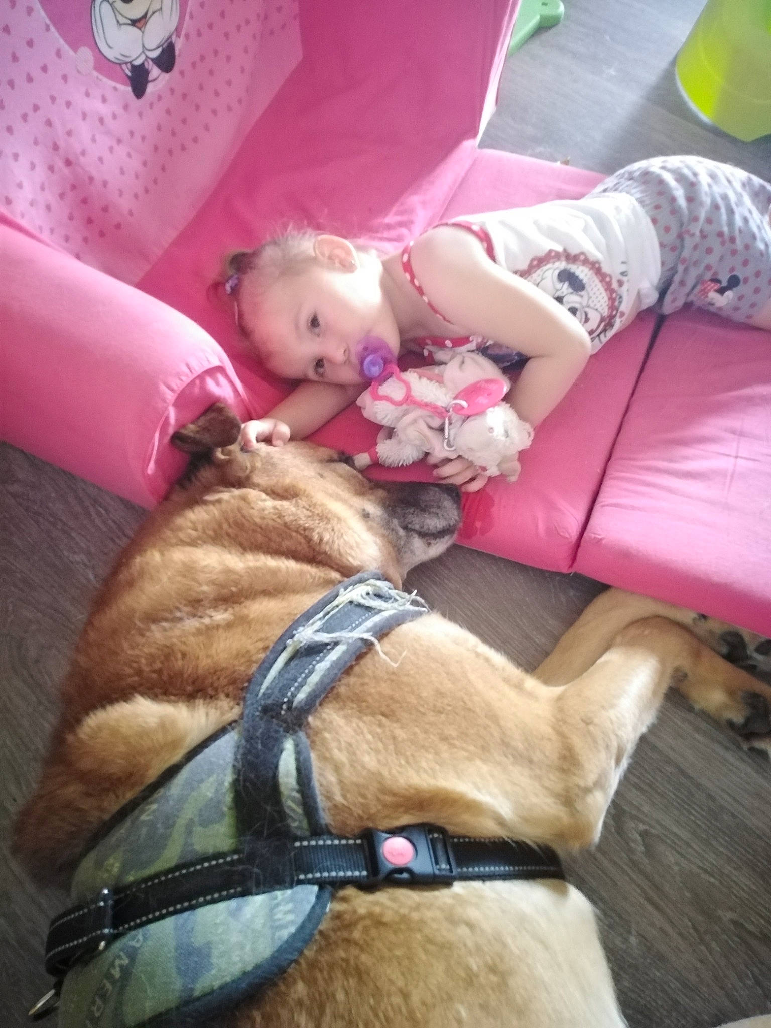 Malik participe au concours pour gagner de l'argent avec cette photo : canidae, carnivore, companion_dog, dog, dog_breed, fawn, non_sporting_group, pink, puppy, puppy_love, sporting_group