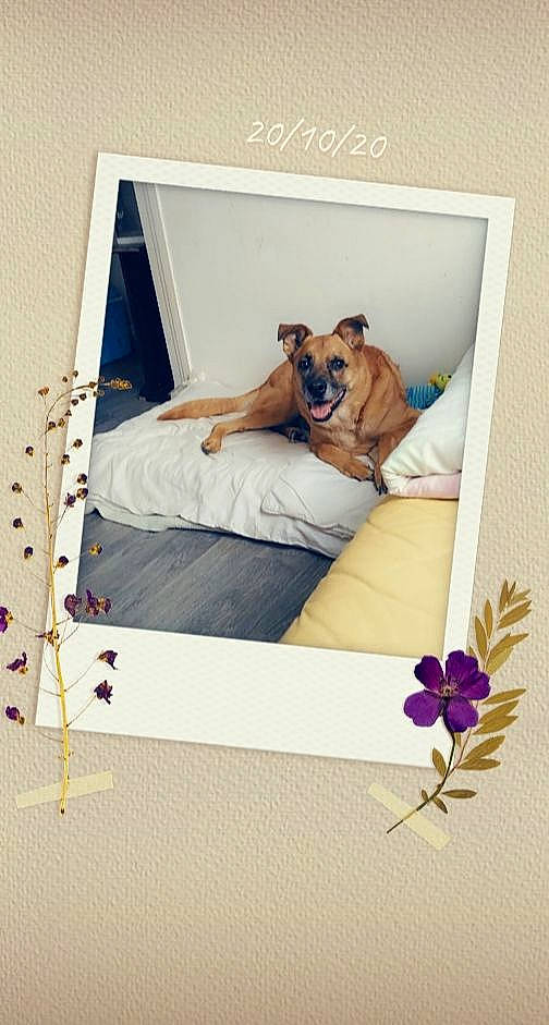 Malik participe au concours pour gagner de l'argent avec cette photo : canidae, carnivore, dog, fawn, furniture, picture_frame, product, room