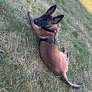 Ace a rejoint le concours — aidez-le/la à gagner de superbes lots ! dog, grass, outdoor, pet, animal, canine, harness, lying_down, nature, fence, person, field, sunlight, ear_up, looking_back, brown_fur, black_muzzle, daytime, grass_field, casual_clothing