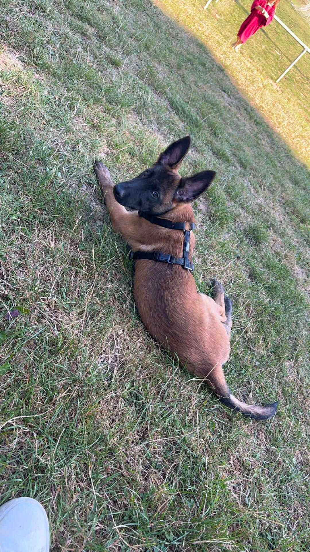 Ace